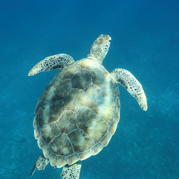 Meet your Posh Ambassador, Jaqueline - Picture 3 of 7